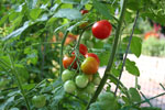 Tomato Garden